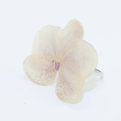 PHALAENOPSIS