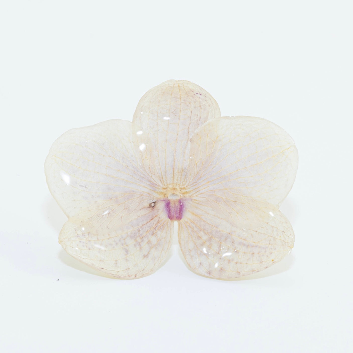 PHALAENOPSIS