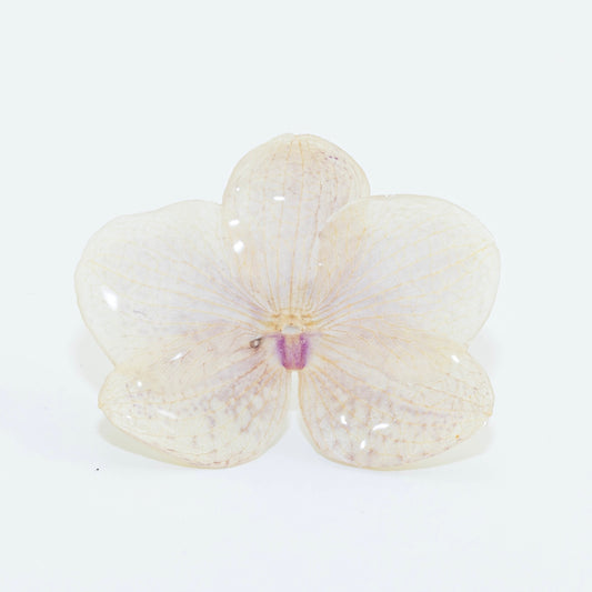 PHALAENOPSIS