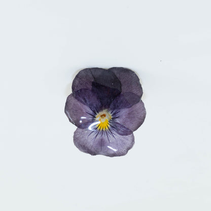 VIOLA CORNUTA