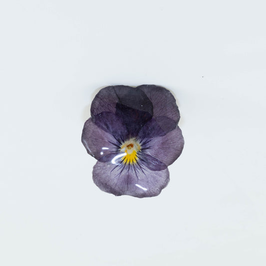 VIOLA CORNUTA