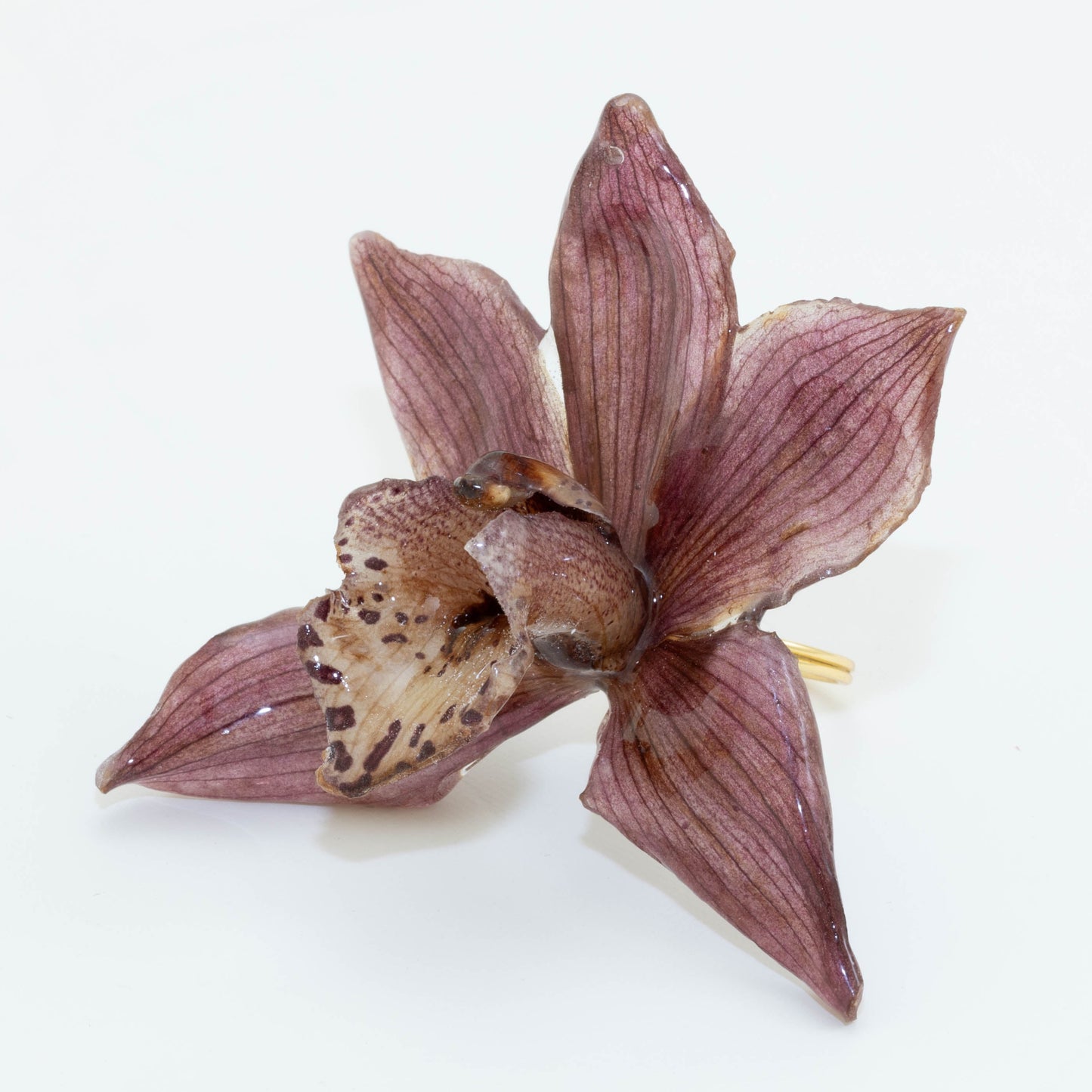 CYMBIDIUM