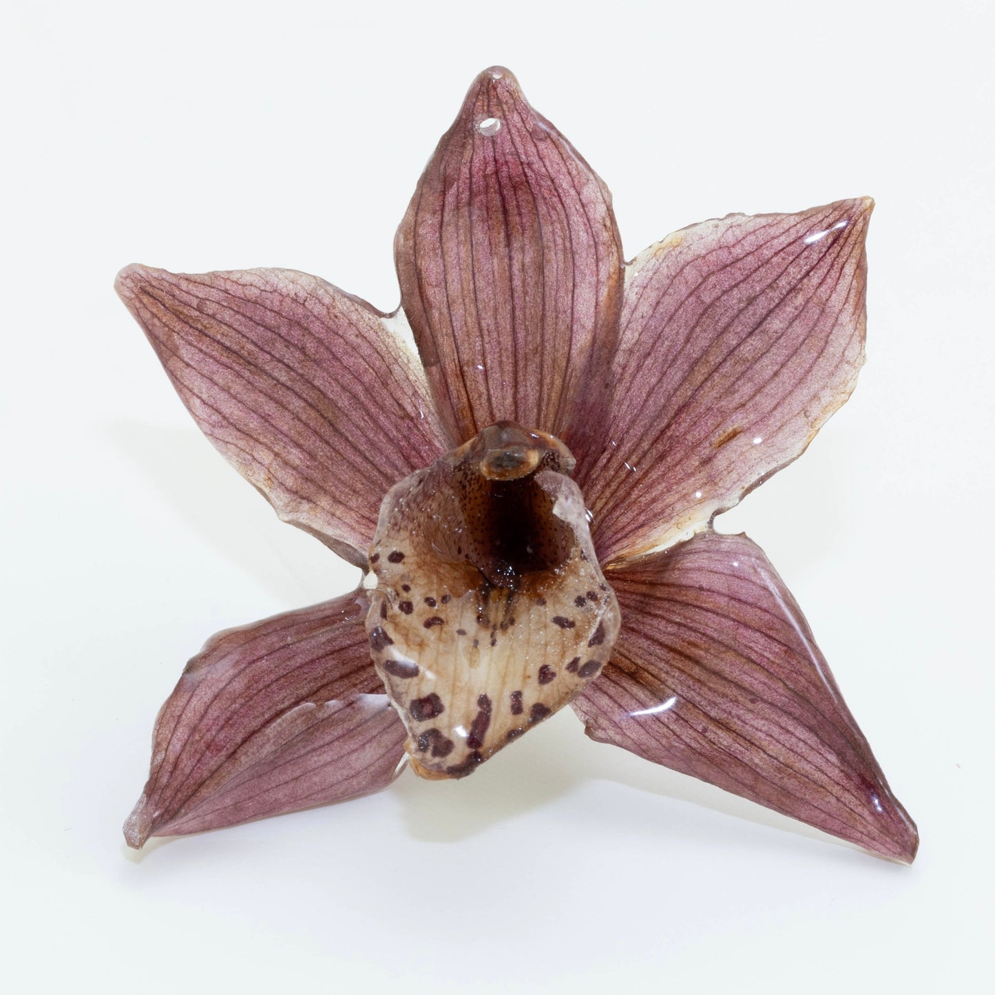 CYMBIDIUM
