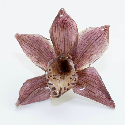 CYMBIDIUM