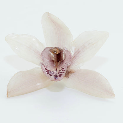 CYMBIDIUM PINK