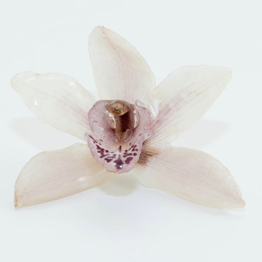 CYMBIDIUM PINK